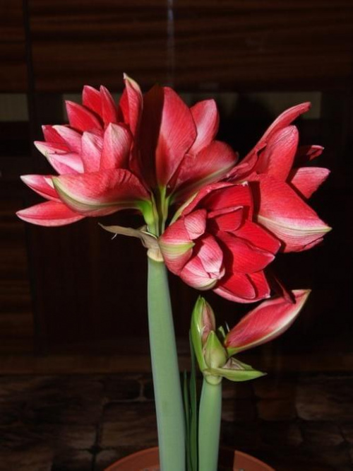 odmiana 'Double Dragon' - 26 stycznia 2009 #amarylis #DoubleDragon #Hippeastrum #hydroponika