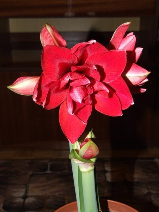 odmiana 'Double Dragon' - 25 stycznia 2009 #amarylis #DoubleDragon #Hippeastrum #hydroponika