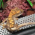 #RhacodactylusCiliatus #GekonOrzęsiony #CrestedGecko