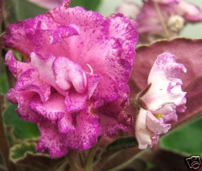 buckeye colossal