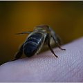 #PszczołaNaPalcu #makro
