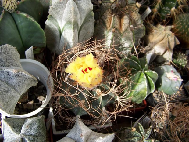 Astrophytum