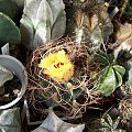 Astrophytum