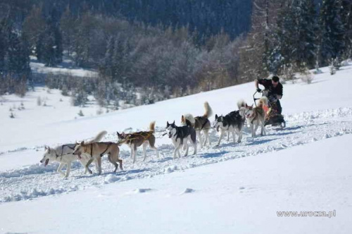 Wyścigi psich zaprzęgów w Wierchomli na trasie Bacówka nad Wierchomlą - Szczawnik - Muszyna #wierchomla #góry #zima #husky #wyścigi #psich #zaprzęgów #zaprzęg #muszyna #szczawnik