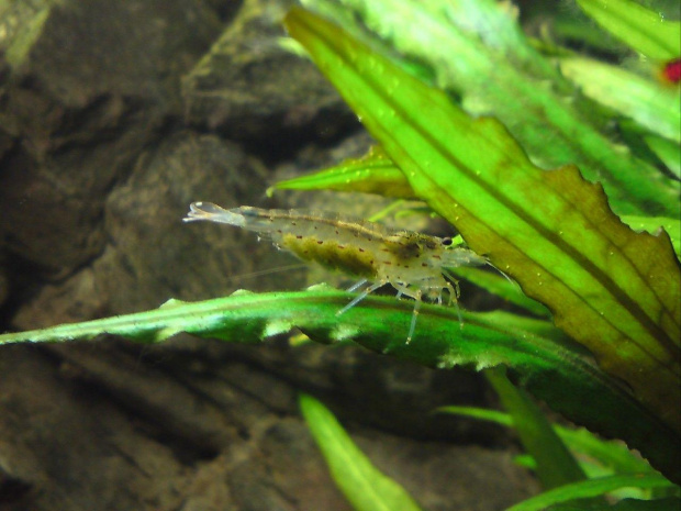 Krewetki Amano - Caridina japonica