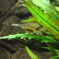 Krewetki Amano - Caridina japonica