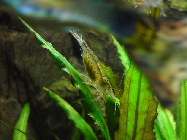 Krewetki Amano - Caridina japonica