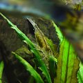 Krewetki Amano - Caridina japonica