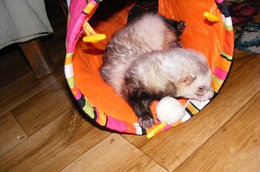 #fretka #Plastuś #Kubuś #jedzenie #jajko #kaczka