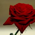 #Róża #kwiat #makro