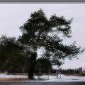 Zima #drzewo #zima