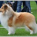 Milward Sunny Boy, sheltie.owczarek szetlandzki #MilwardSunnyBoy