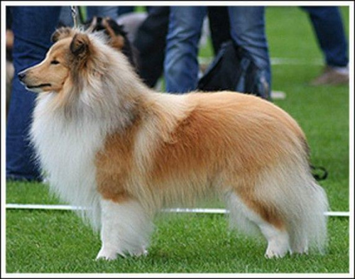 Milward Sunny Boy, sheltie.owczarek szetlandzki #MilwardSunnyBoy