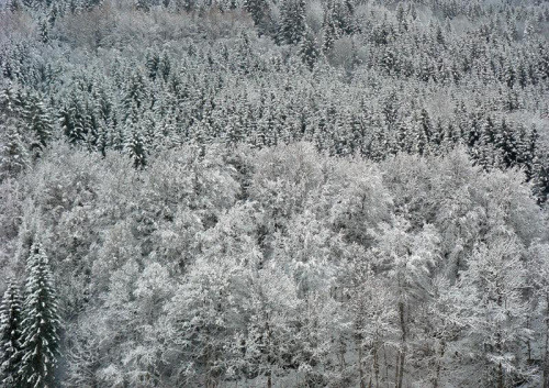 Bawarski zimowy las.