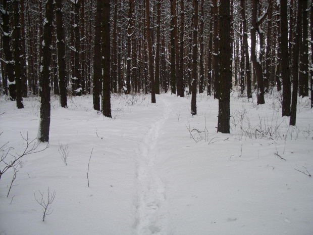 #ścieżka #leśna #las #zima