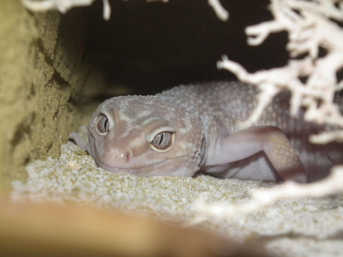 #LeopardGecko #GekonLamparci