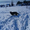 No co? Snieg na nosie to nic złego. #melcia #melka #zima #pies #dog #suka #suczka #młody #szczeniak #mróz #snieg #zaspy #szalenstwo #szaleństwo #uszy #nos #piesek #gryzon #luty #piesio #owczarek #niemiecki #ogon #łapy #zabawa
