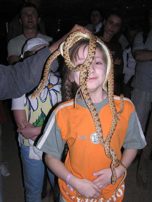 Ziemskie wcielenie Gorgony z włosami w postaci jadowitych węży :-) #Egipt #safari #egzotyka #węże