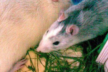 #szczury #piękne #chyna #szczur