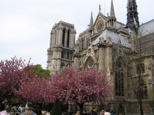 Katedra Notre Dame z XII i XII w.została gruntownie odrestaurowana w XiXw. Gotycka architektura katedry zawsze wygląda wspaniale, ale dla mnie najpiękniej prezentuje się wiosną, gdy tonie w różowych kwiatach kwitnących wokół drzew. #Paryż