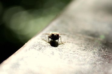 Po prostu mucha xD #mucha