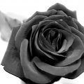 #róża #kwiat #piękno