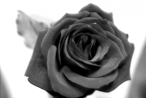 #róża #kwiat #piękno