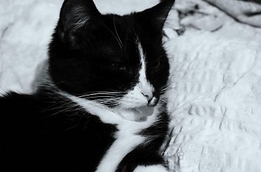 Pokarz język! #salsa #kot #język