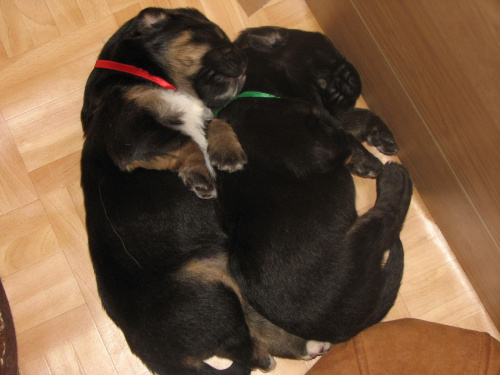 czerwona: No chłopcze namyśliłam się,chcę Cię przytulić-
zielony: Ale ja już nie chcę #psy #szczeniaki #MastifTybetański