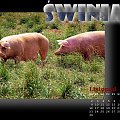 z cyklu: Wiejski kalendarz 2009 #świnia #przyroda #WiejskiKalendarz