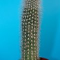 Cleistocactus ritteri ???