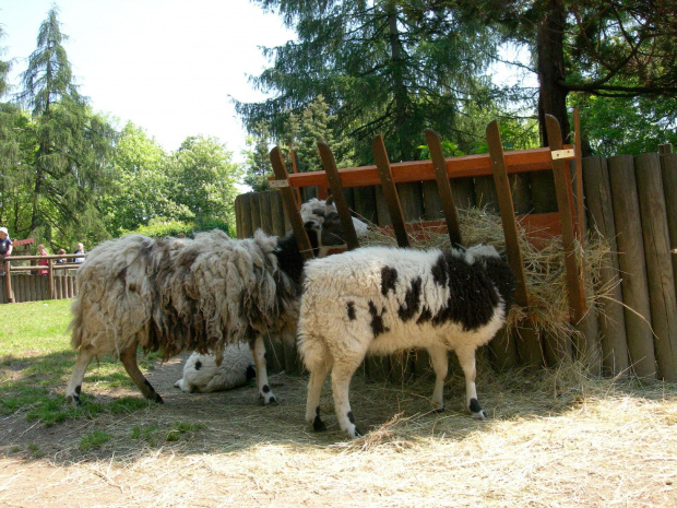 CHORZOWSKIE ZOO WYPRAWA NR 2 :]