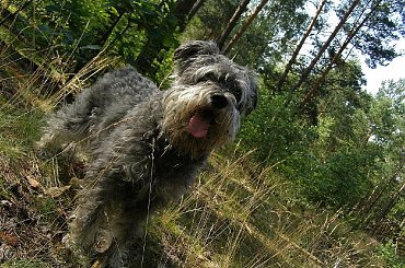 strefa półcienia... #Fuksik #sznaucer #CoTyTutajRobisz