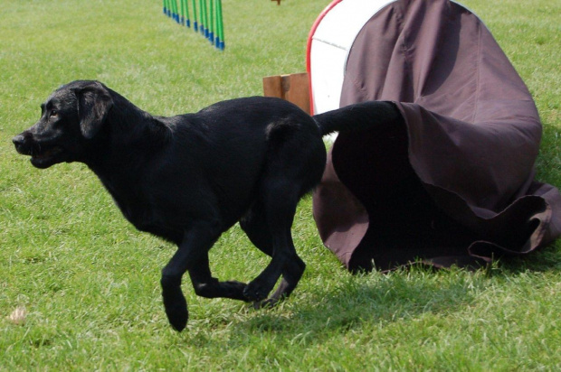 PP Agility Białystok 22.07.2007