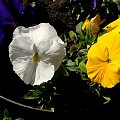 Bratki biały i żółty #kwiatki #bratki #stawoj