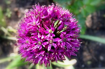 kwiatek ??? #KwiatCzosnkuOzdobnego