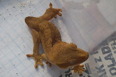 #RhacodactylusCiliatus #CrestedGecko #GekonOrzęsiony