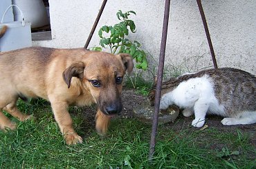 Ssaki Tagi Fotosikpl