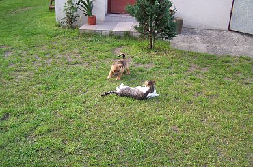 Ssaki Tagi Fotosikpl