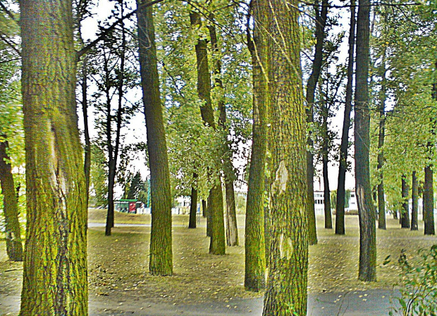 #park #drzewa #kory #zieleń