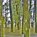 #park #drzewa #kory #zieleń