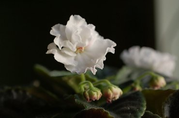 wiosna 2011 #FiołekAfrykański