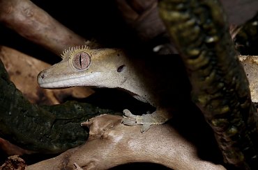 #CrestedGecko #GekonOrzęsiony #RhacodactylusCiliatus