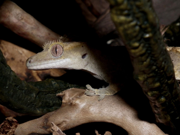 #CrestedGecko #GekonOrzęsiony #RhacodactylusCiliatus