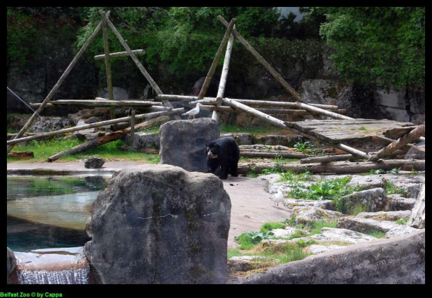 Belfast Zoo - 07/06/2008