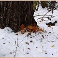 Zostawiła wizytówkę: BYŁAM TU! #jesień #liście #drzewa #śnieg