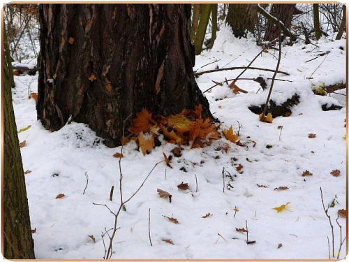 Zostawiła wizytówkę: BYŁAM TU! #jesień #liście #drzewa #śnieg