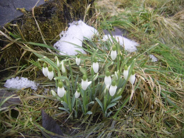 zakwitły przebiśniegi 10.03.09