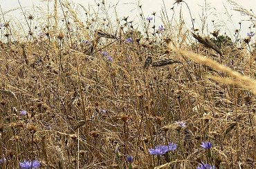 Dojrzale klosy.... #Laki