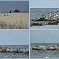 Górki Zachodnie-baza kormoranów i innych ptaków #NadMorzem #kormorany #ptaki #morze #Wisła #falochron